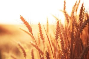 Gluten trong l&uacute;a m&igrave;: Điều g&igrave; đ&atilde; thay đổi trong 120 năm nh&acirc;n giống?