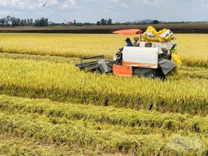 Nam Bộ: Thắng vụ l&uacute;a đ&ocirc;ng xu&acirc;n, chỉ đạo chặt chẽ, linh hoạt vụ h&egrave; thu