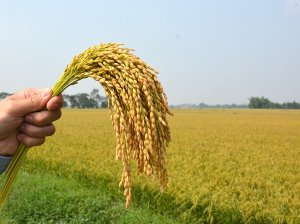 FAO dự b&aacute;o sản lượng ngũ cốc thế giới kỷ lục đủ đ&aacute;p ứng thị trường