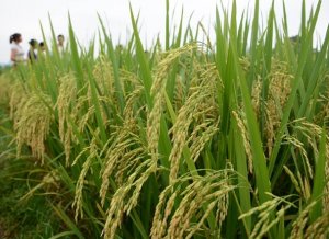 Nghi&ecirc;n cứu biến đổi kh&iacute; hậu dự đo&aacute;n năng suất l&uacute;a sẽ giảm v&agrave; asen tăng
