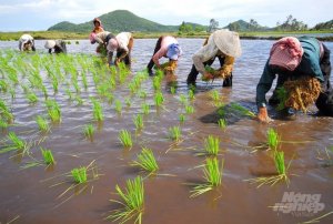 Luật Trồng trọt rất `mở`, cần hướng dẫn cho đ&uacute;ng