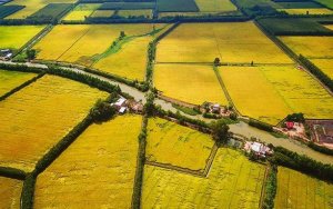 C&ograve;n nhiều dư địa để giảm gi&aacute; th&agrave;nh sản xuất l&uacute;a gạo trong nước