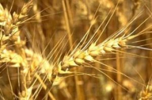 N&ocirc;ng nghiệp hữu cơ c&oacute; thể đ&oacute;ng g&oacute;p quan trọng v&agrave;o dinh dưỡng thế giới