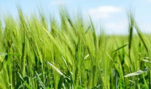 Thiết kế gene c&aacute;c chủng vi khuẩn để b&oacute;n ph&acirc;n cho c&acirc;y trồng