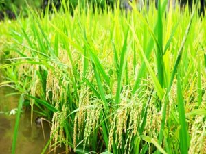 Đ&aacute;nh gi&aacute; hiệu quả của năm d&ograve;ng vi khuẩn h&ograve;a tan kho&aacute;ng silic ph&acirc;n lập l&ecirc;n tỉ lệ nảy mầm, sinh trưởng v&agrave; sinh khối của l&uacute;a trong điều kiện c&oacute; v&agrave; kh&ocirc;ng bổ sung NaCl