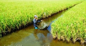 Chọn d&ograve;ng v&agrave; đ&aacute;nh gi&aacute; c&aacute;c d&ograve;ng l&uacute;a ưu t&uacute; theo mục ti&ecirc;u chịu mặn v&agrave; h&agrave;m lượng amylose thấp