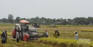 S&ocirc;i sục thị trường l&uacute;a gạo