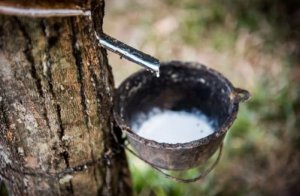 Dự b&aacute;o gi&aacute; cao su ng&agrave;y 22/5/2024: Quay đầu giảm mạnh sau khi lập đỉnh?