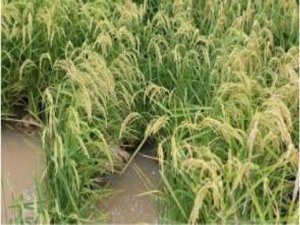 Chọn tạo c&aacute;c d&ograve;ng L&uacute;a chịu mặn bằng lai hồi giao với giống l&uacute;a chịu mặn POKKALI v&agrave; chọn bằng chỉ thị Ph&acirc;n tử