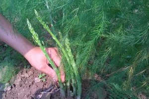 Măng t&acirc;y hữu cơ được sản xuất như thế n&agrave;o?