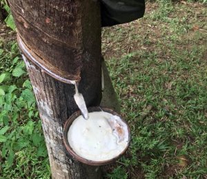 Gi&aacute; trị xuất khẩu cao su tăng vọt