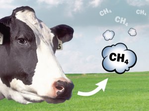 Lập bản đồ c&aacute;c giải ph&aacute;p giảm lượng kh&iacute; thải m&ecirc;tan từ chăn nu&ocirc;i v&agrave; l&uacute;a gạo