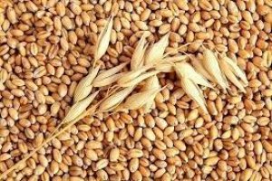 Thị trường NL TĂCN thế giới ng&agrave;y 29/12: Gi&aacute; l&uacute;a m&igrave; kỳ hạn tại Mỹ giảm