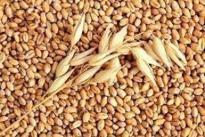 Thị trường NL TĂCN thế giới ng&agrave;y 11/10: Gi&aacute; l&uacute;a m&igrave; tăng l&ecirc;n mức cao nhất 5 ng&agrave;y