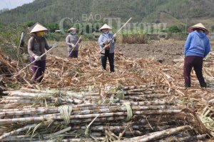 Dự báo cung - cầu và giá đường tiếp tục căng thẳng