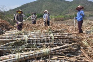 H&ocirc;̣i nh&acirc;̣p ngành mía đường- Kinh nghi&ecirc;̣m từ Th&aacute;i Lan
