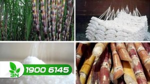 Ng&agrave;nh m&iacute;a đường: Cần t&aacute;i cơ cấu để đủ sức `chạy đường d&agrave;i`