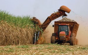 Chủ tịch VSSA: Ng&agrave;nh m&iacute;a đường vẫn sẽ gặp kh&oacute; trong vụ 2019-2020