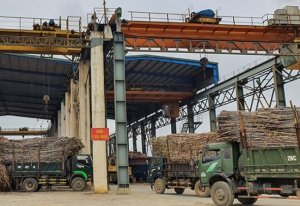 Thực hiện ATIGA: Ph&eacute;p thử từ ng&agrave;nh m&iacute;a đường