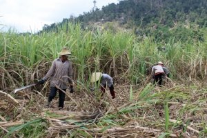 Ng&agrave;nh m&iacute;a đường dự b&aacute;o bước v&agrave;o chu kỳ khởi sắc 