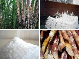 Thị trường đường th&aacute;ng 10/2021: Gi&aacute; dầu tăng ảnh hưởng xu hướng tăng của gi&aacute; đường