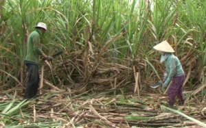 Cơ cấu lại ng&agrave;nh m&iacute;a đường: Xu hướng tất yếu khi hội nhập