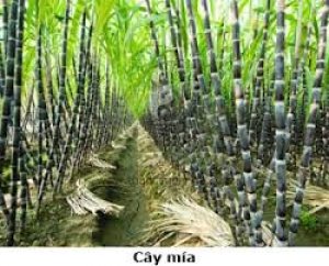 Tuần tin m&iacute;a đường từ 17-21/04/2017 