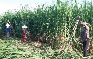 X&acirc;y dựng chuỗi m&iacute;a đường đủ sức cạnh tranh, th&iacute;ch ứng biến đổi kh&iacute; hậu