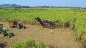 Ng&agrave;nh m&iacute;a đường Việt Nam đang hồi sinh, lần đầu ti&ecirc;n năng suất đường vươn l&ecirc;n vị tr&iacute; số 1 khu vực 