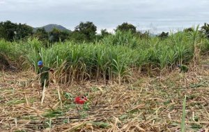 Tranh thủ gi&aacute; đường tăng cao, c&aacute;c nh&agrave; m&aacute;y hoạt động tối đa c&ocirc;ng suất 