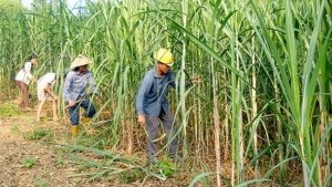 Ng&agrave;nh m&iacute;a đường trong bối cảnh `thập diện mai phục`