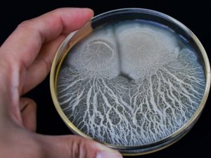 C&aacute;c nh&agrave; nghi&ecirc;n cứu sử dụng b&agrave;o tử vi khuẩn m&atilde; h&oacute;a DNA để cải thiện khả năng truy xuất nguồn gốc thực phẩm