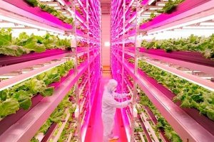 Ai sẽ thắng trong `cuộc chiến` n&ocirc;ng nghiệp trong nh&agrave;? 