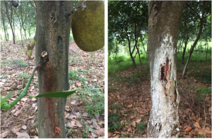 X&aacute;c định t&aacute;c nh&acirc;n vi khuẩn g&acirc;y bệnh lo&eacute;t th&acirc;n x&igrave; mủ tr&ecirc;n c&acirc;y m&iacute;t (Artocarpus heterophyllus Lam.) 