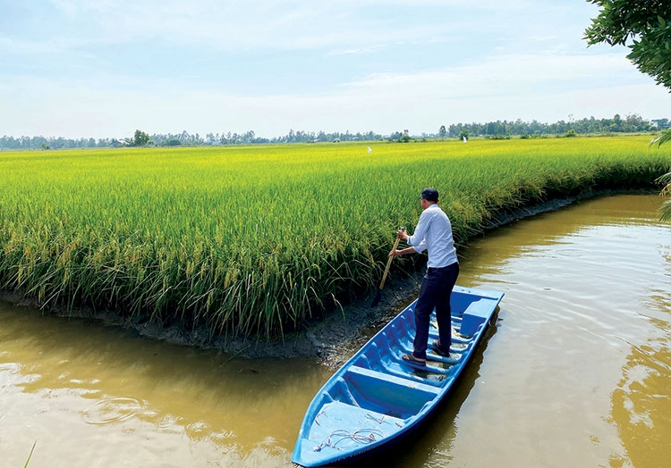 M&ocirc; h&igrave;nh sản xuất l&uacute;a ph&aacute;t thải thấp: Thế mạnh n&ocirc;ng nghiệp đồng bằng s&ocirc;ng Cửu Long