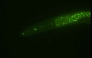 Kỹ thuật mới gi&uacute;p chỉnh sửa gene động vật nhanh hơn, quy m&ocirc; lớn hơn