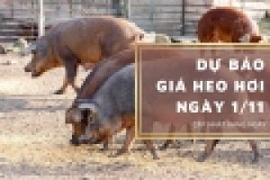 Thị trường heo hơi qu&yacute; III/2022: Tiếp tục chịu &aacute;p lực từ lạm ph&aacute;t, bất ổn ch&iacute;nh trị, v&agrave; dịch bệnh