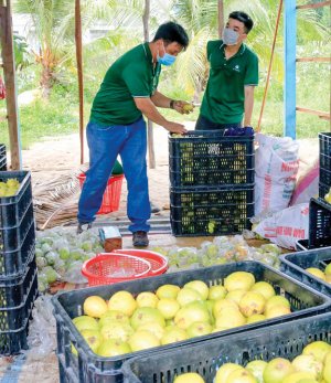 X&acirc;y dựng v&agrave; cấp m&atilde; số v&ugrave;ng trồng: Việc cần đẩy mạnh