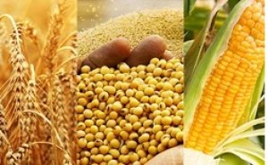 C&aacute;c nh&agrave; đầu tư n&ocirc;ng sản đang kỳ vọng điều g&igrave; trước b&aacute;o c&aacute;o quan trọng của Bộ n&ocirc;ng nghiệp Mỹ?