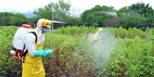 Nghi&ecirc;n cứu th&agrave;nh c&ocirc;ng thuốc diệt nấm sinh học chống bệnh th&aacute;n thư