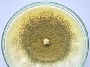 X&aacute;c định nấm Arcopilus aureus v&agrave; Chaetomium globosum bằng giải tr&igrave;nh tự v&ugrave;ng gen &beta;-tubulin