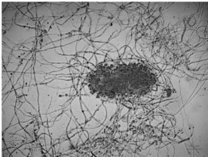 Hiệu quả ph&ograve;ng trừ của nấm Paecilomyces sp. đối với tuyến tr&ugrave;ng Meloidogyne incognita v&agrave; Pratylenchus penetrans trong điều kiện ph&ograve;ng th&iacute; nghiệm