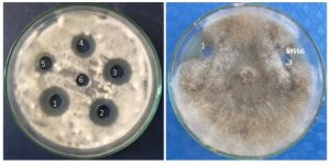 S&agrave;ng lọc v&agrave; nghi&ecirc;n cứ khả năng sinh tổng hợp chitinase của c&aacute;c chủng Bacillus thuringiensis ph&acirc;n lập ở Việt Nam