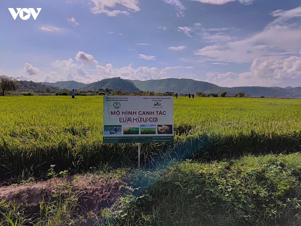 N&acirc;ng cao gi&aacute; trị l&uacute;a Mẹ gắn với giữ g&igrave;n bản sắc đồng b&agrave;o v&ugrave;ng cao Phan Sơn