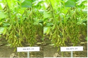 Đ&aacute;nh gi&aacute; t&aacute;c động của nano kim loại (sắt, đồng, coban) đến giống đậu tương HLĐN 29 ở Đồng Nai