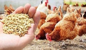 Gi&aacute; thức ăn chăn nu&ocirc;i tiếp tục tăng