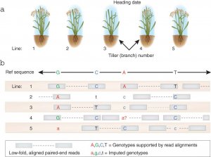 Nghi&ecirc;n cứu li&ecirc;n kết tr&ecirc;n to&agrave;n hệ gen (gwas &ndash; genome wide association study): tiềm năng ứng dụng v&agrave; những th&aacute;ch thức trong nghi&ecirc;n cứu chọn tạo giống l&uacute;a (Oryza sativa)