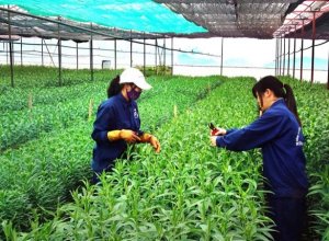 Con đường ph&aacute;t triển n&ocirc;ng nghiệp bền vững - B&agrave;i 3: Đầu tư nguồn nh&acirc;n lực cho hợp t&aacute;c x&atilde;