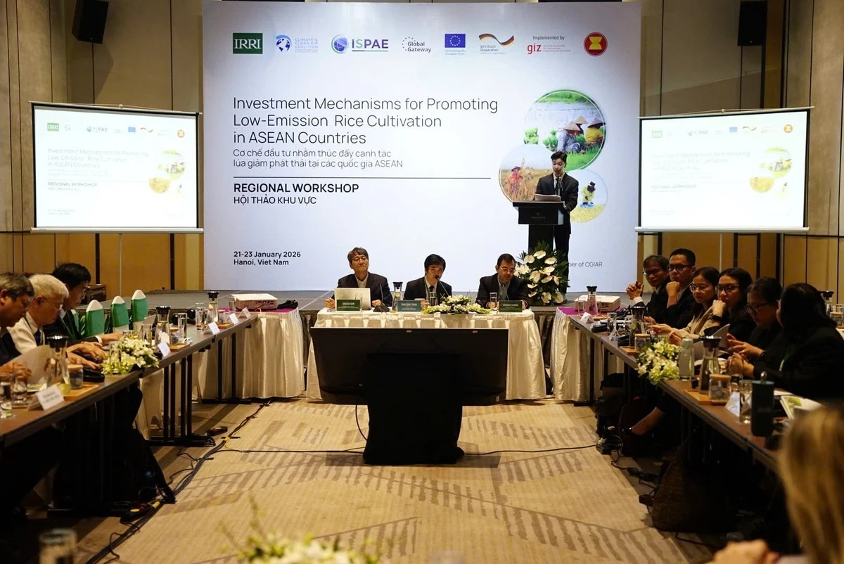 Ng&agrave;nh l&uacute;a gạo ASEAN đứng trước y&ecirc;u cầu chuyển đổi ph&aacute;t thải thấp 