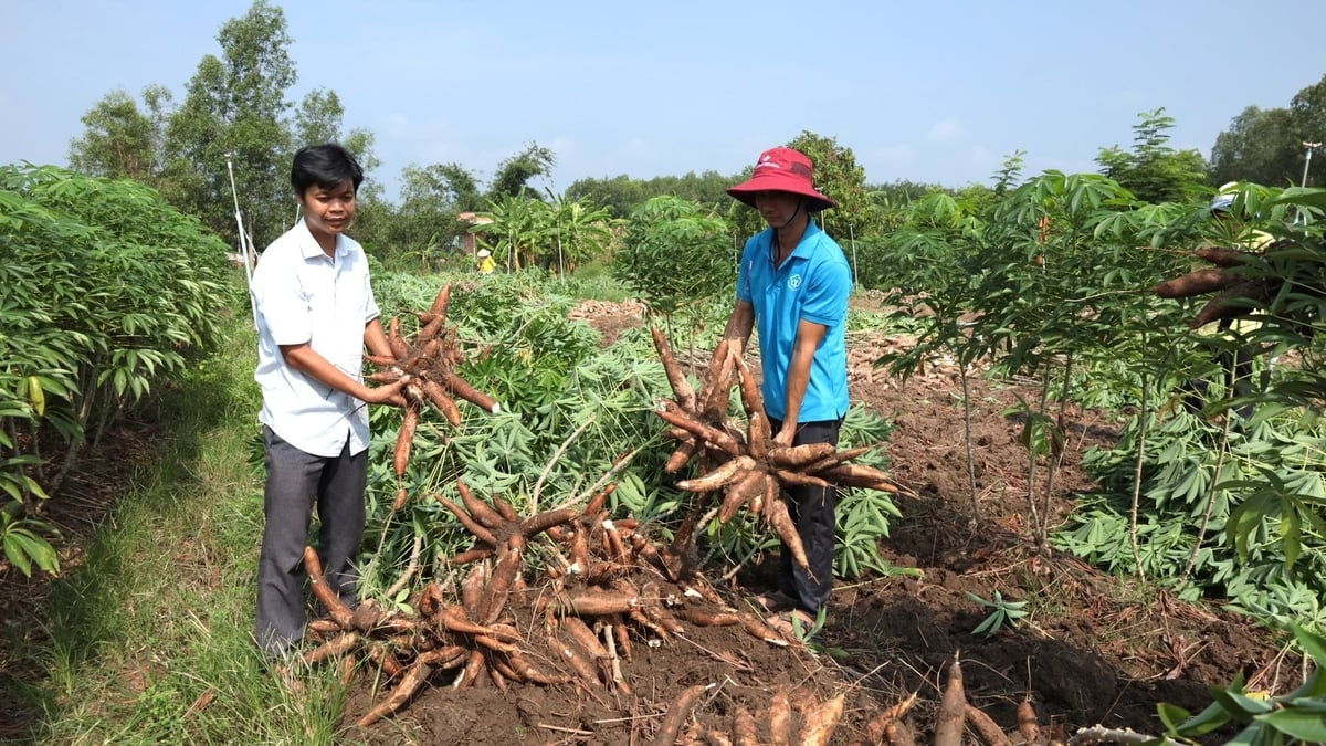 Triển vọng giống sắn HL-RS15 